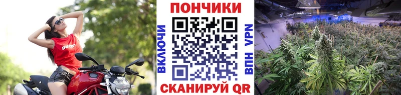 Каннабис гибрид  Ужур 